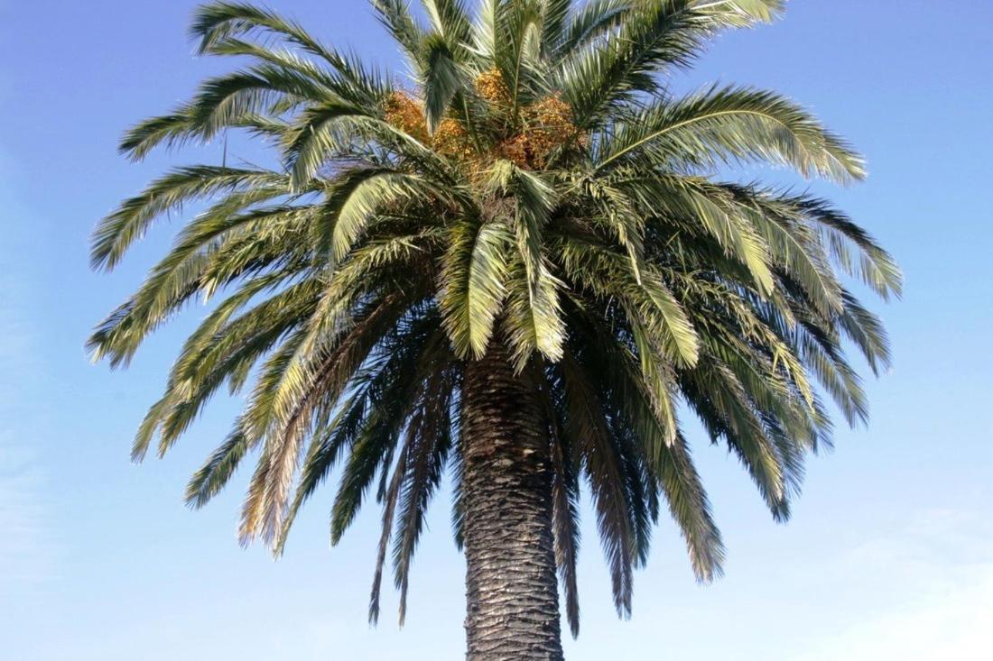 Golden Palms Motel Geelong Esterno foto